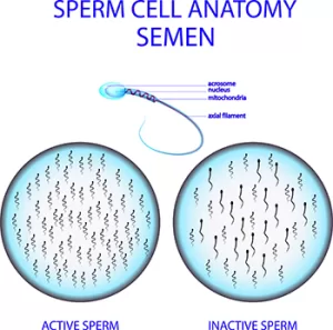Sperm cell anatomy