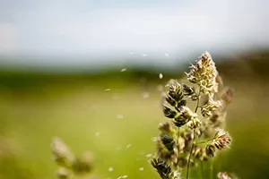 pollen