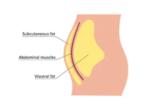 Visceral and subcutaneous fat around waistline. 